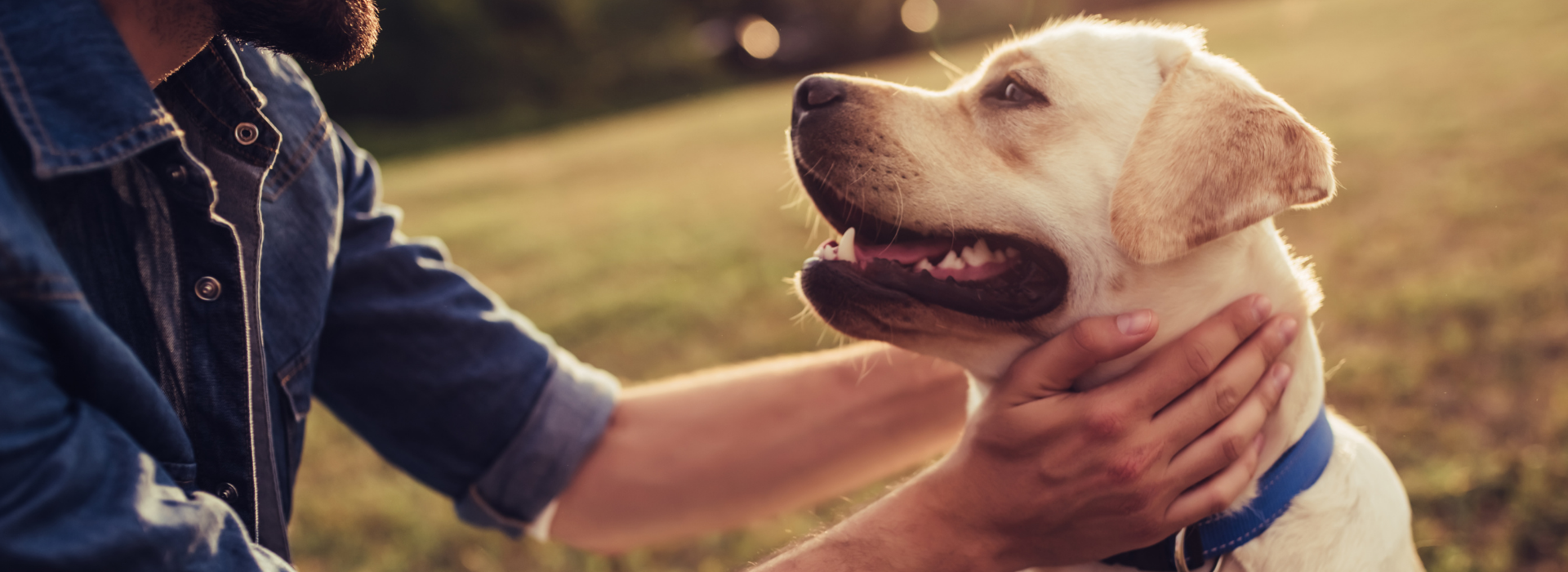 Dog n. Собаки в толстовках картинки на аватарку.